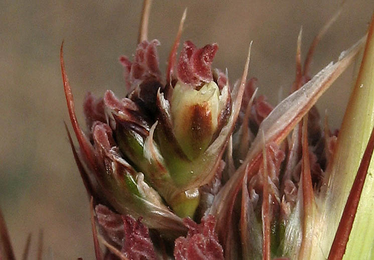 Detailed Picture 1 of Juncus acutus ssp. leopoldii