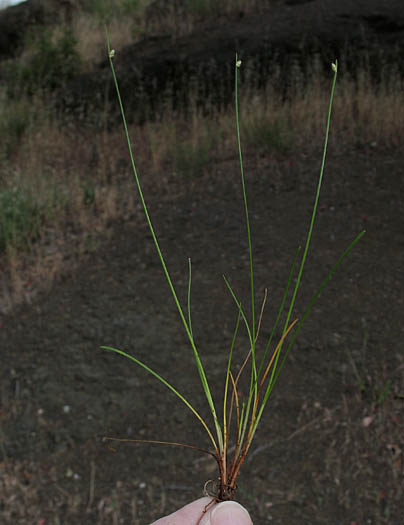 Detailed Picture 5 of Isolepis cernua