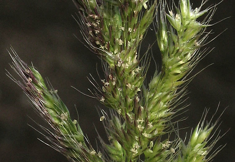 Detailed Picture 2 of Polypogon interruptus