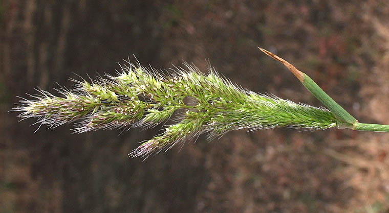 Detailed Picture 3 of Polypogon interruptus