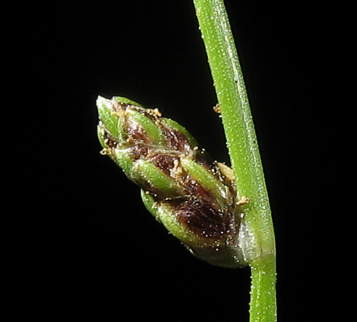 Detailed Picture 1 of Isolepis cernua