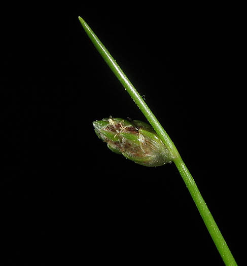 Detailed Picture 3 of Isolepis cernua