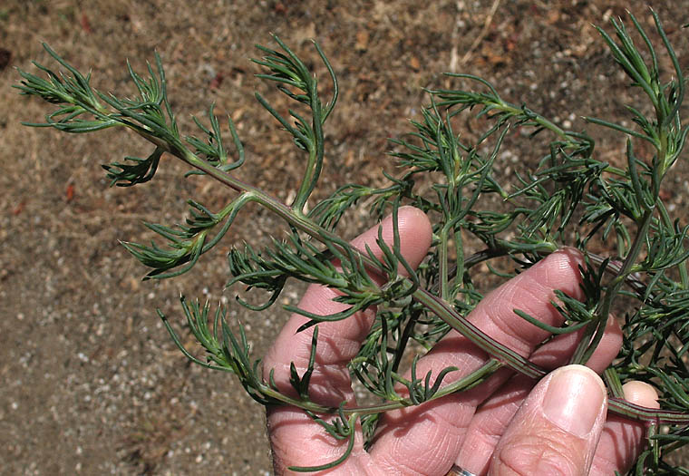 Detailed Picture 3 of Salsola tragus
