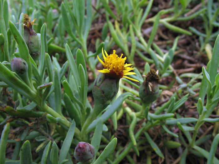 Detailed Picture 4 of Jaumea carnosa