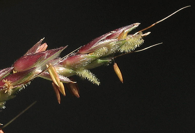 Detailed Picture 1 of Sorghum halepense