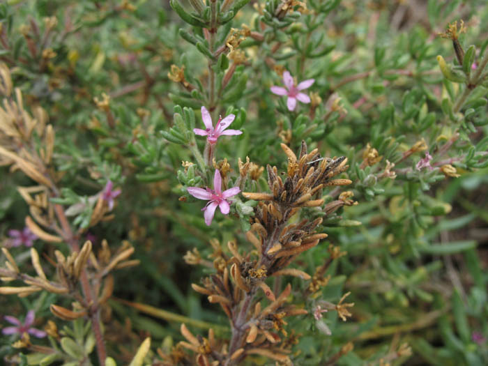 Detailed Picture 4 of Frankenia salina