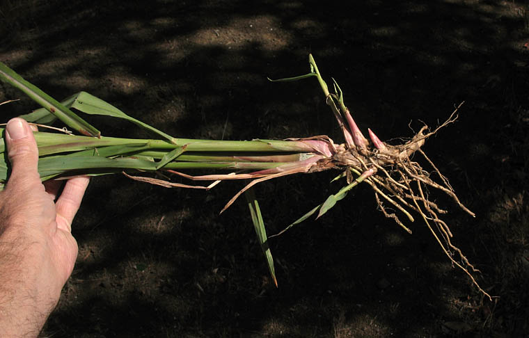 Detailed Picture 4 of Sorghum halepense