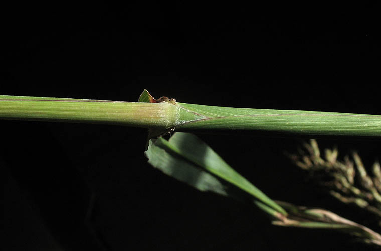 Detailed Picture 5 of Sorghum halepense