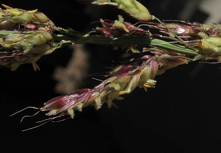 Detailed Picture 2 of Sorghum halepense