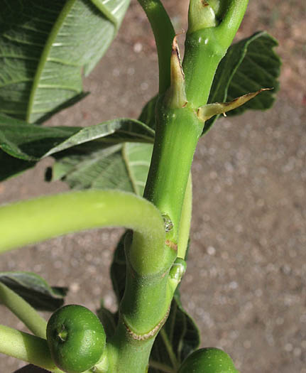 Detailed Picture 4 of Ficus carica