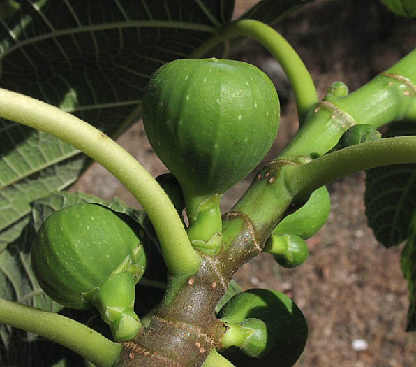 Detailed Picture 1 of Ficus carica