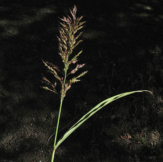 Detailed Picture 3 of Sorghum halepense