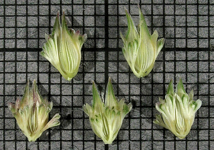 Detailed Picture 9 of Phalaris paradoxa