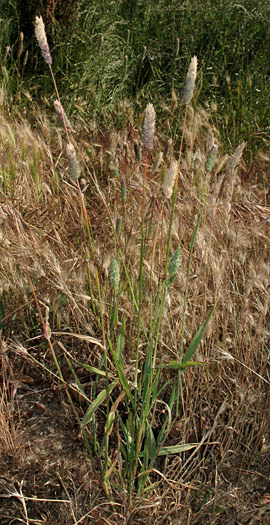 Detailed Picture 6 of Phalaris minor