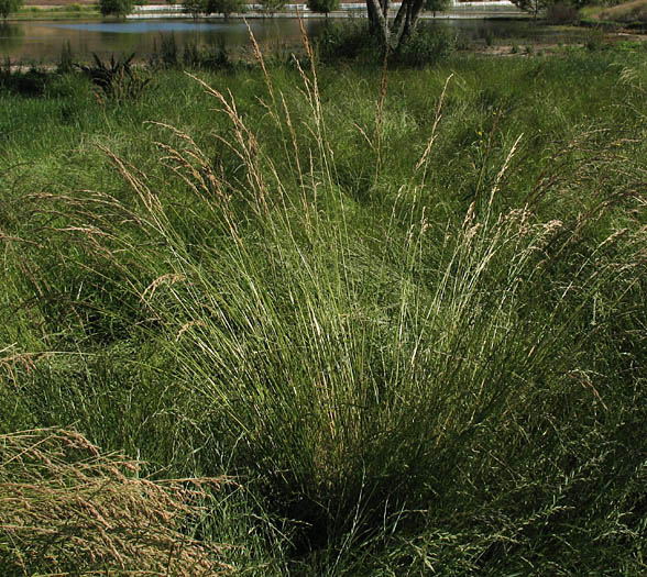 Detailed Picture 5 of Festuca elmeri