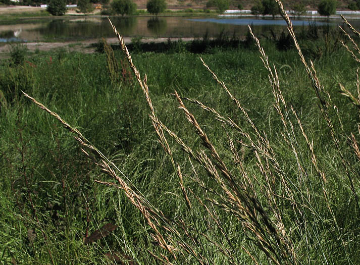 Detailed Picture 4 of Festuca elmeri