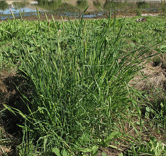 Detailed Picture 6 of Phalaris paradoxa