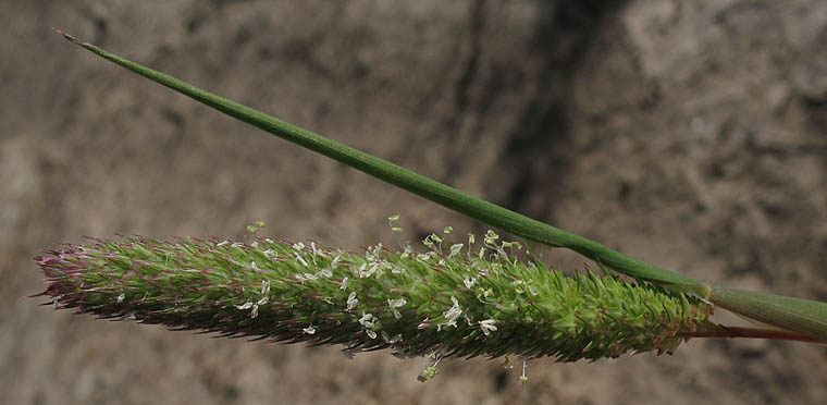 Detailed Picture 1 of Phalaris paradoxa