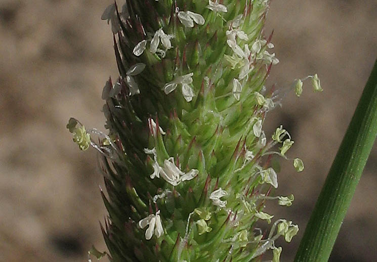 Detailed Picture 2 of Phalaris paradoxa