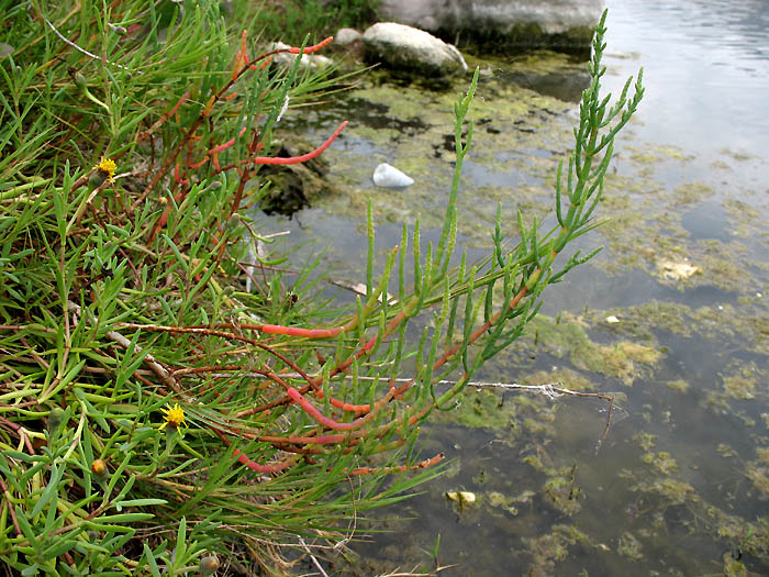 Detailed Picture 6 of Salicornia pacifica
