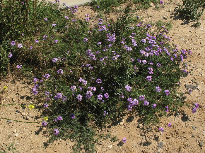 Detailed Picture 6 of Verbena pulchella