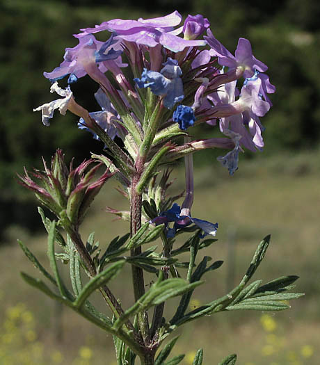 Detailed Picture 4 of Verbena pulchella