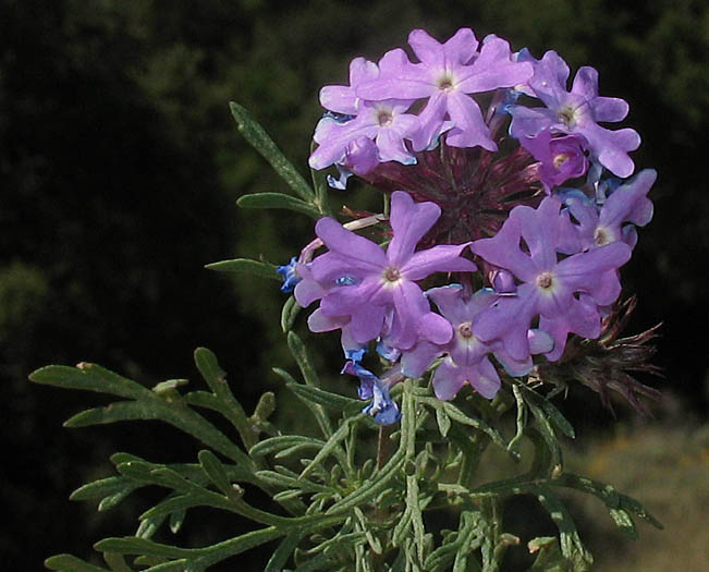 Detailed Picture 2 of Verbena pulchella