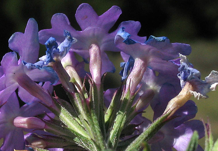 Detailed Picture 3 of Verbena pulchella