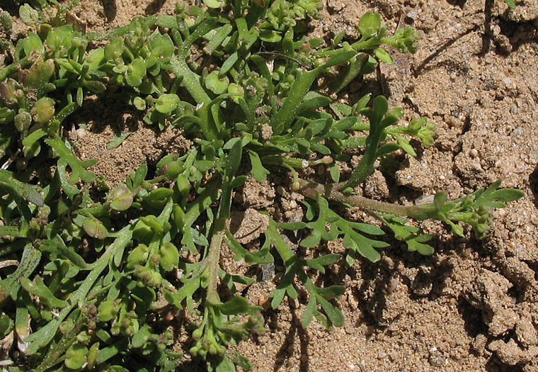 Detailed Picture 5 of Lepidium strictum