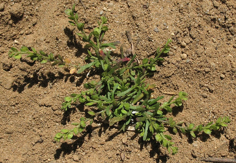 Detailed Picture 6 of Lepidium strictum