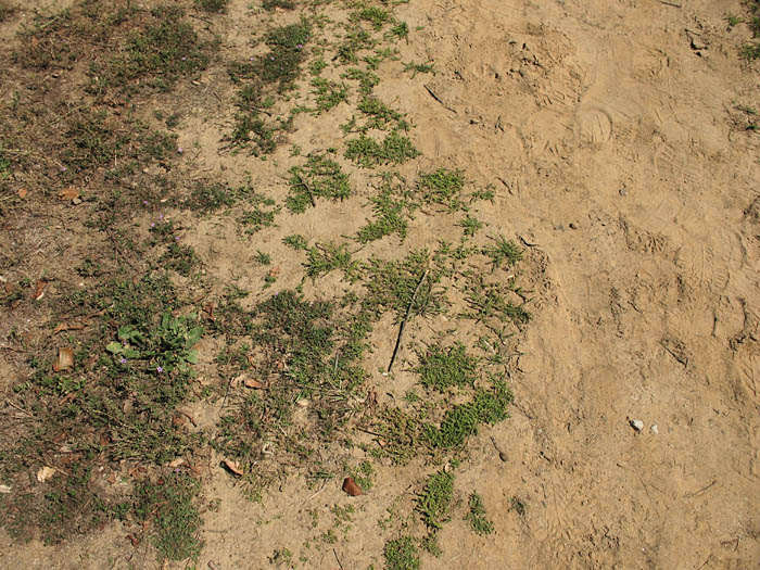 Detailed Picture 7 of Lepidium strictum