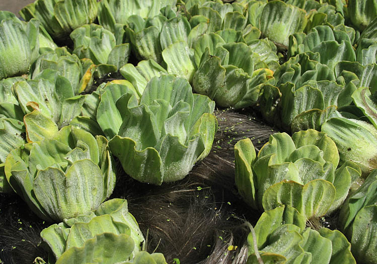 Detailed Picture 6 of Pistia stratiotes