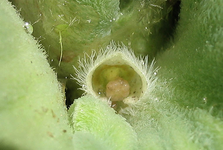 Detailed Picture 2 of Pistia stratiotes