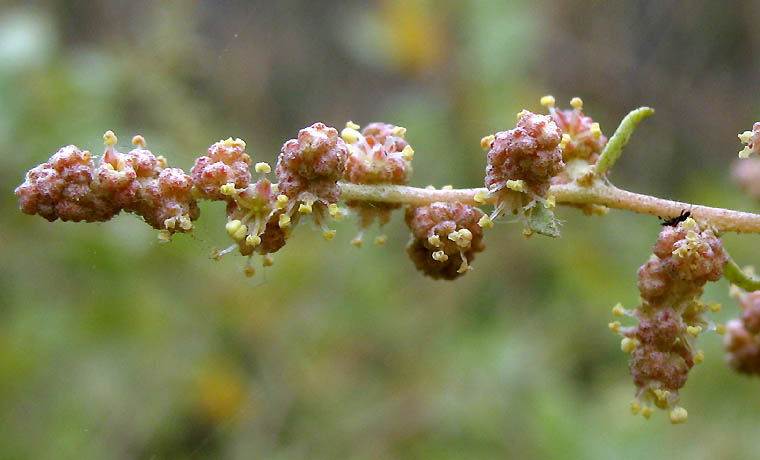 Detailed Picture 3 of Atriplex lentiformis