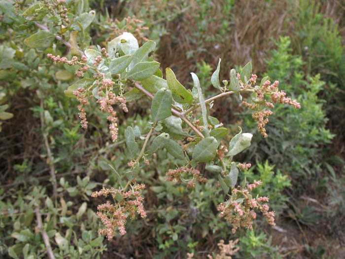 Detailed Picture 4 of Atriplex lentiformis