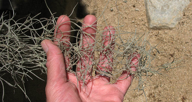 Detailed Picture 5 of Tillandsia usneoides