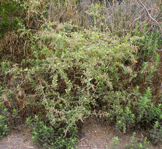 Detailed Picture 7 of Atriplex lentiformis