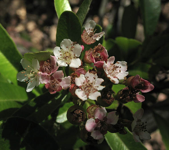 Detailed Picture 4 of Pyracantha angustifolia