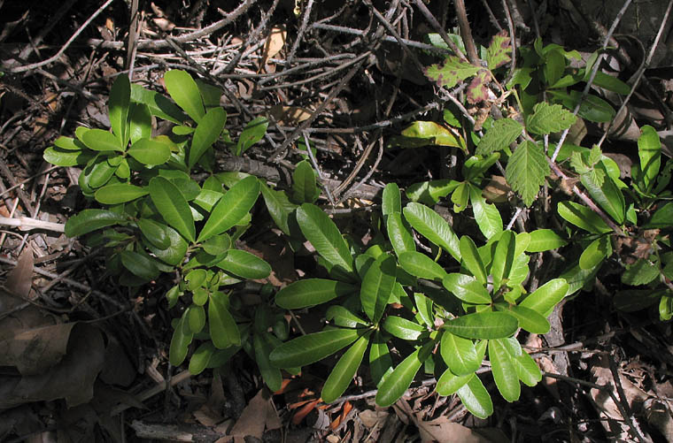 Detailed Picture 5 of Pyracantha angustifolia