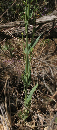 Detailed Picture 7 of Turritis glabra