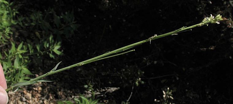 Detailed Picture 3 of Turritis glabra