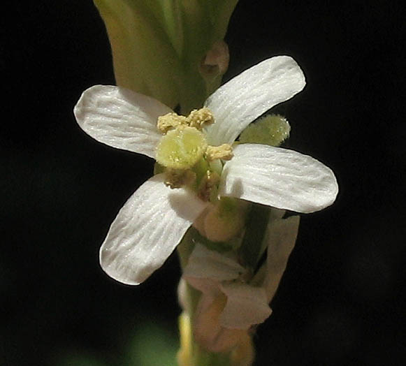 Detailed Picture 1 of Turritis glabra