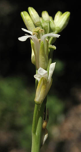 Detailed Picture 2 of Turritis glabra