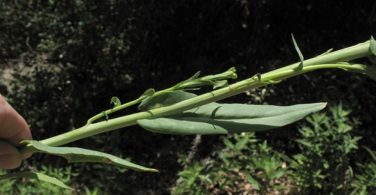 Detailed Picture 5 of Turritis glabra