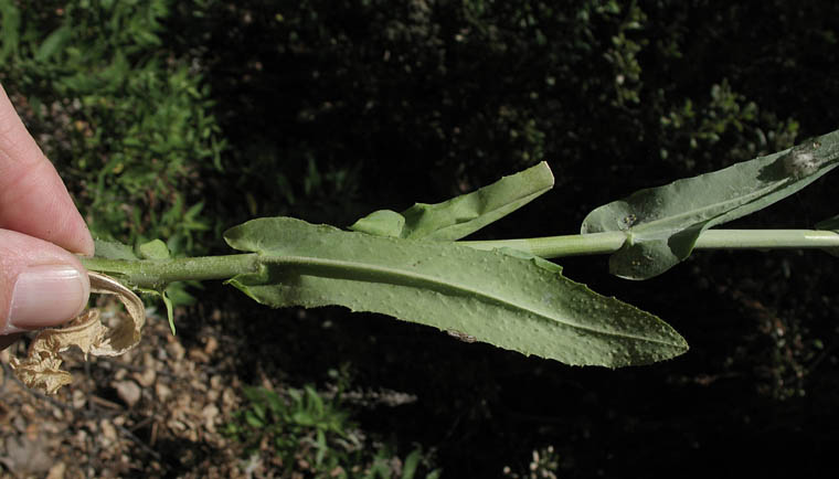 Detailed Picture 6 of Turritis glabra