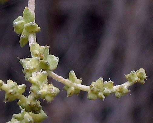 Detailed Picture 5 of Atriplex lentiformis