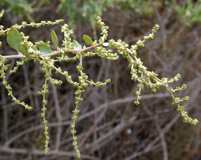 Detailed Picture 6 of Atriplex lentiformis