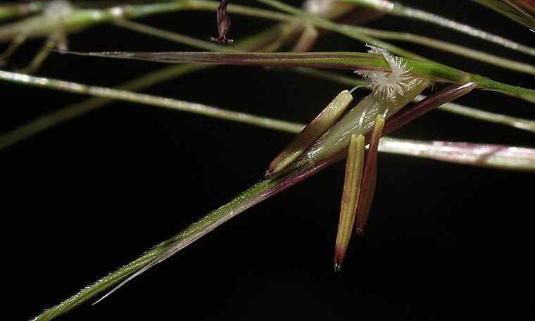 Detailed Picture 2 of Stipa cernua