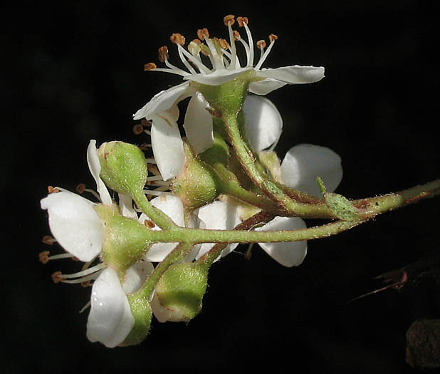 Detailed Picture 3 of Pyracantha angustifolia