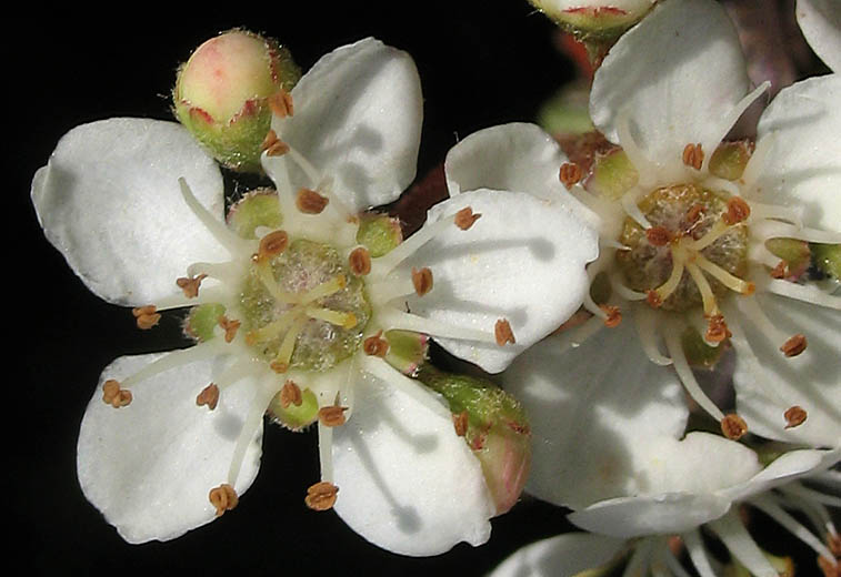 Detailed Picture 2 of Pyracantha angustifolia